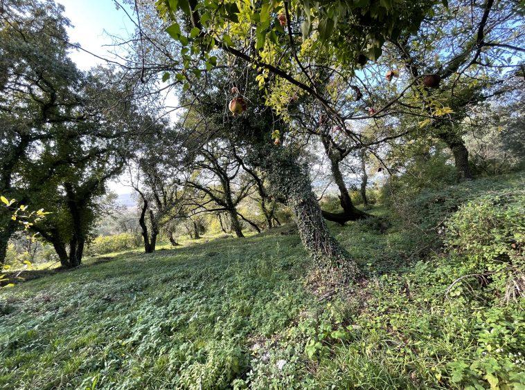 investment property for sale